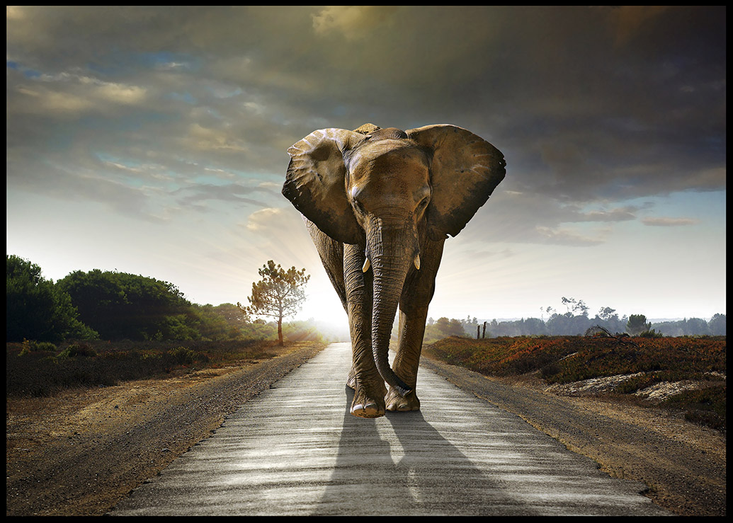 Fertigbild 100x140cm TAIRA, STREET ELEFANT
